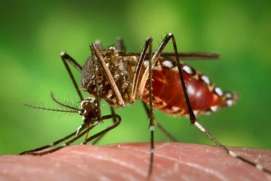 Período chuvoso começa e infestação de dengue aumenta em Tamarana
