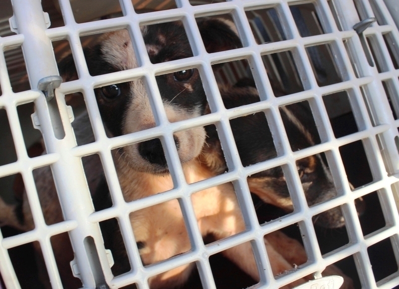Saúde começará a cadastrar cachorras e gatas para castração em Tamarana