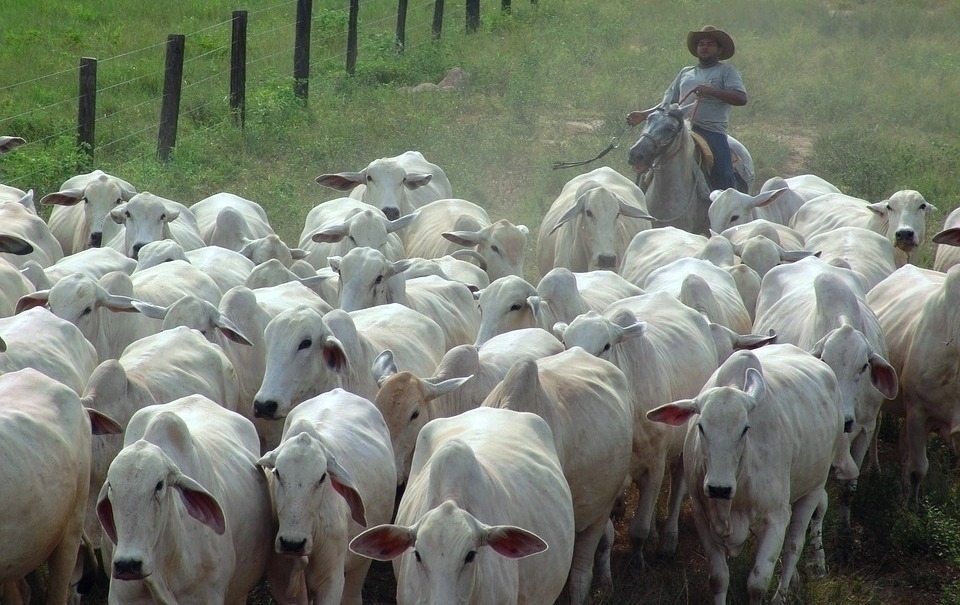 Produtores rurais devem informar dados de todos seus animais até 30 de novembro