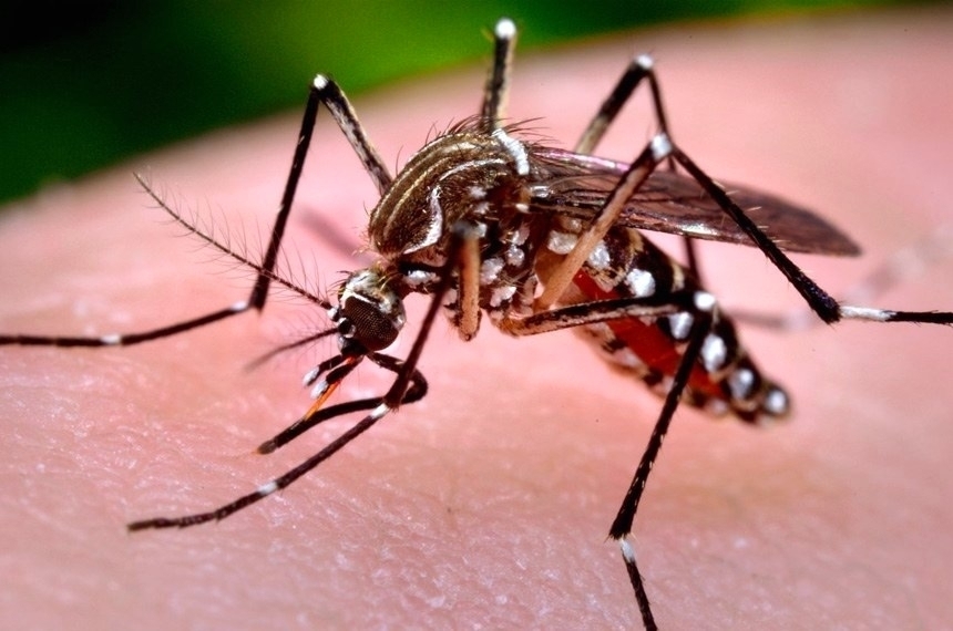 Tamarana segue em médio risco de infestação de dengue