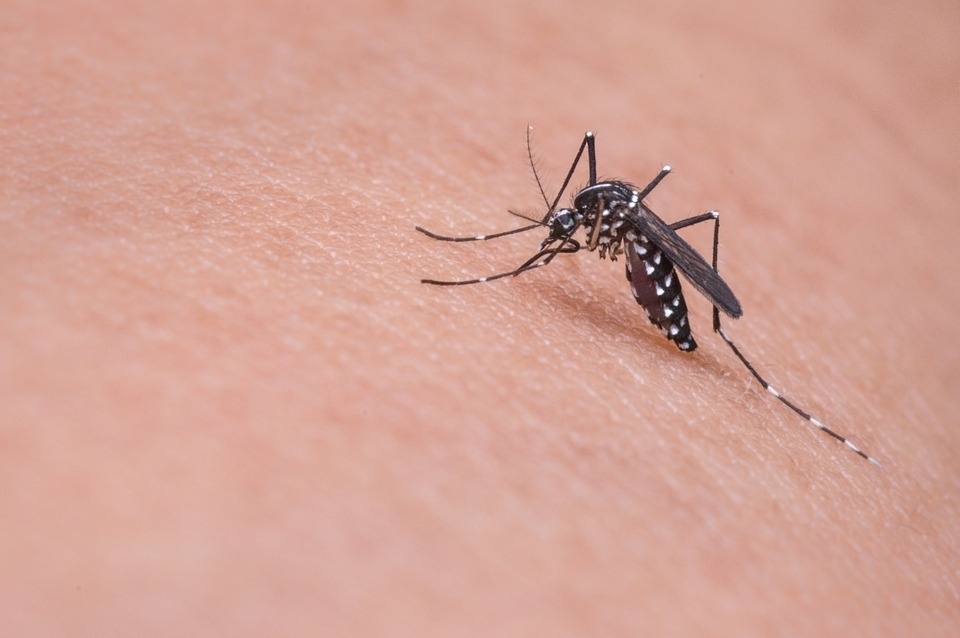 Apesar do inverno, Tamarana passa por médio risco de infestação de dengue