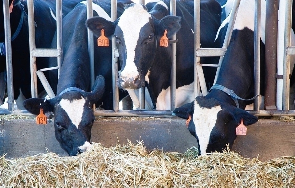 Primavera Gastronômica em Tamarana também terá agenda técnica para agricultores