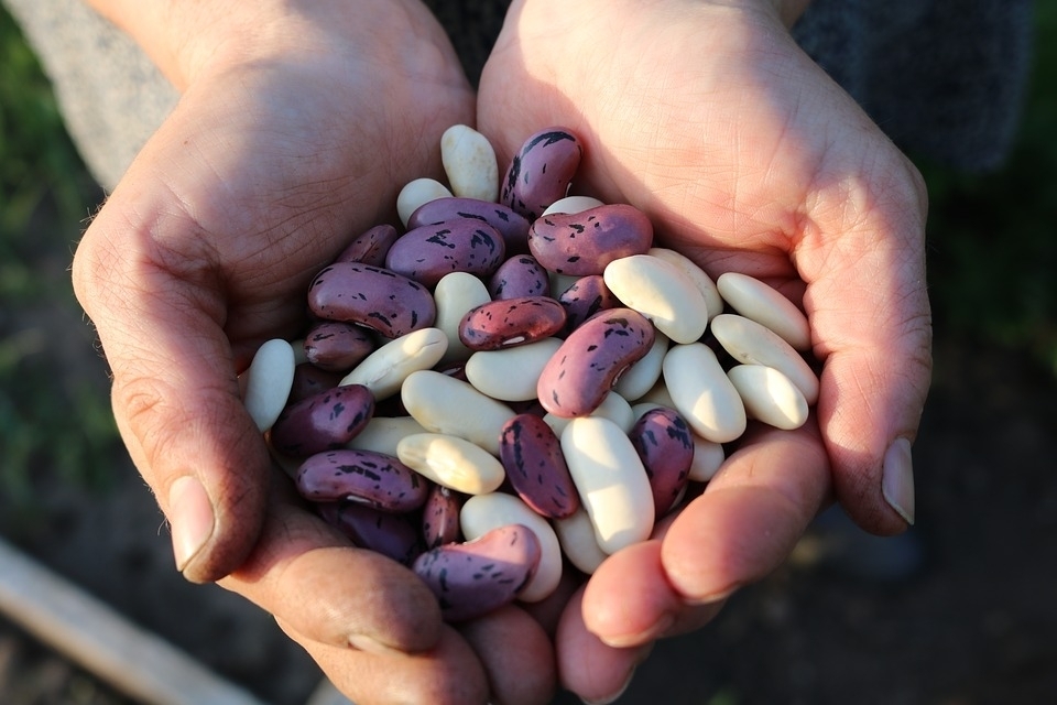 Segurança alimentar e nutricional estará em debate nesta segunda-feira (10)