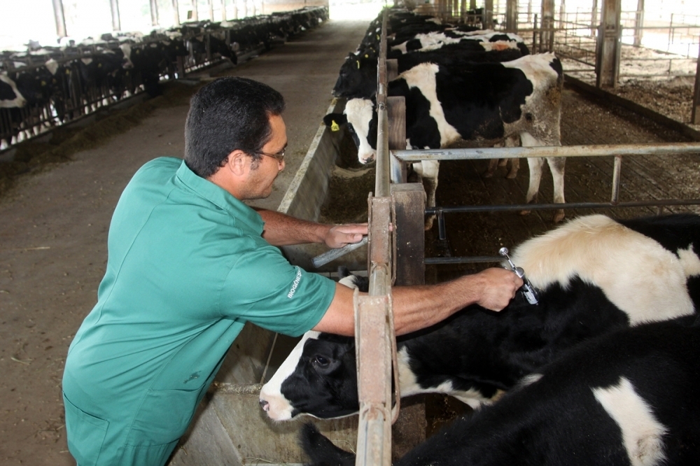 Vacinação contra aftosa será encerrada em 31 de maio